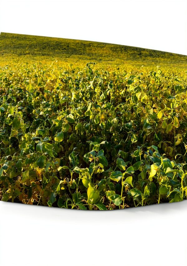 Palouse Brand Chickpeas Certified Glyphosate Residue Free-2